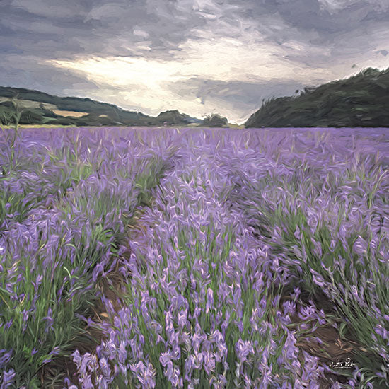 Martin Podt MPP965 - MPP965 - Field of Lavender - 12x12 Photography, Lavender, Herbs, Field of Lavender, Landscape, Purple Blooms, Mountains from Penny Lane