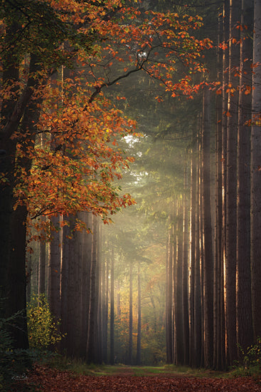 Martin Podt MPP987 - MPP987 - Standing Tall - 12x18 Photography, Landscape, Trees, Path, Fall, Leaves, Sunlight, Forest from Penny Lane
