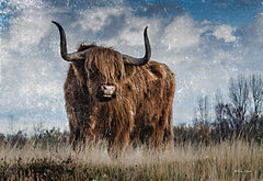 SB1243 - Highland Bull Vintage 1 - 18x12