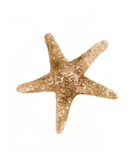 Stellar Design Studio SDS491 - SDS491 - Neutral Shell Collection 3   - 12x12 Shell, Coastal, Seashell, Starfish from Penny Lane