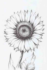 WL256 - Sunflower Sketch - 12x18