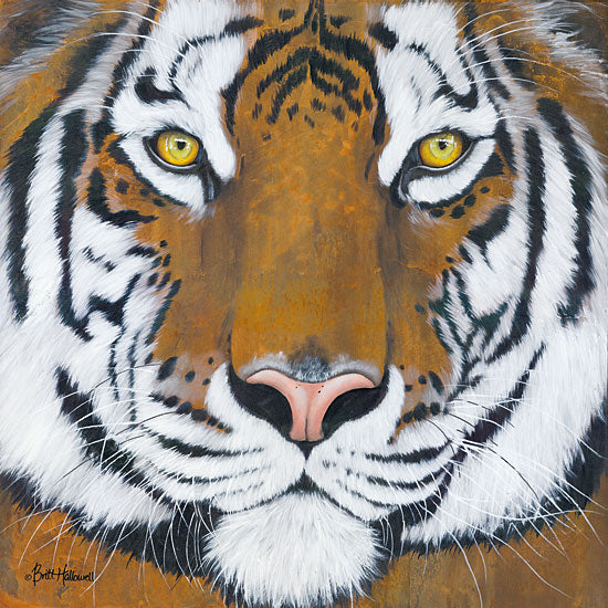 Britt Hallowell BHAR464 - Tiger Gaze      Tiger, Wildlife, Selfie, Portrait from Penny Lane