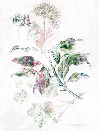 Bluebird Barn BLUE139 - BLUE139 - Boho Verbena Botanical    - 12x16 Abstract, Verbena, Flowers, Botanical from Penny Lane