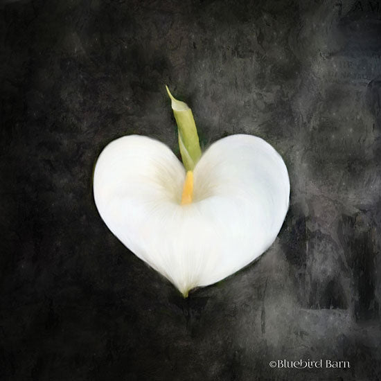 Bluebird Barn BLUE238 - Contemporary Floral Cala Lily - 12x12 Flower, Cala Lily, Bloom, Botanical from Penny Lane