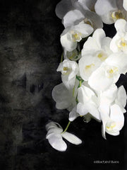 BLUE240 - Contemporary White Orchids - 12x16