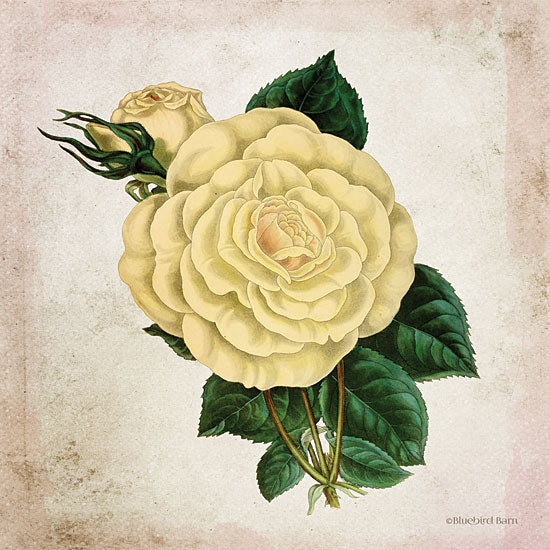 Bluebird Barn BLUE404 - BLUE404 - Vintage Cream Rose - 12x12 Cream Rose, Flowers, Botanical, Florals from Penny Lane