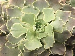 LD1369 - Glowing Succulent II - 16x12
