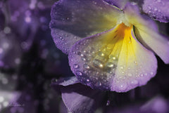 LD1374 - Purple Pansy - 18x12