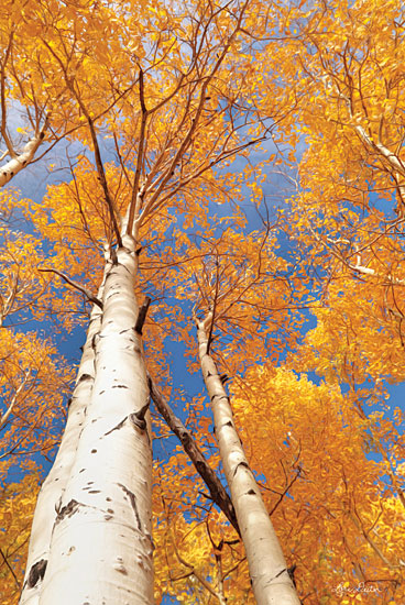 Lori Deiter LD1556 - Aspen I - 12x18 Trees, Aspen Trees, Photography from Penny Lane