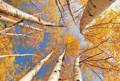 LD1557 - Aspen II - 18x12