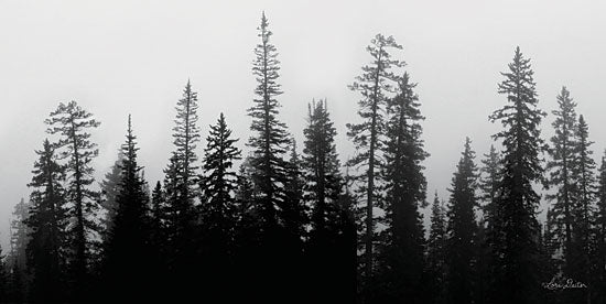 Lori Deiter LD1821 - LD1821 - Rocky's Trees - 18x9 Photography, Landscape, Black & White, Trees from Penny Lane