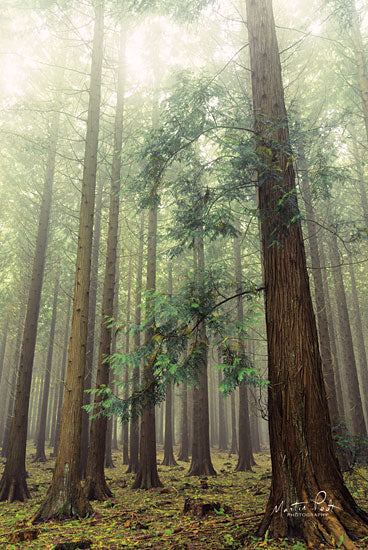 Martin Podt MPP394 - The Friendly Giants Trees, Forest, Sunlight, Nature from Penny Lane