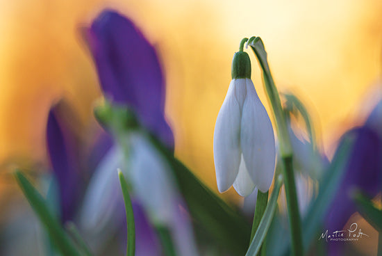 Martin Podt MPP558 - MPP558 - Snowdrop at Sunset - 18x12 Flowers, Snowdrops, Purple Flowers, Blooms, Photography from Penny Lane