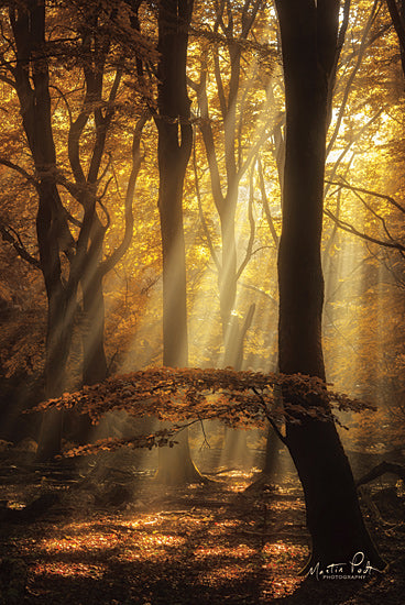 Martin Podt MPP570 - MPP570 - The Umbrella - 12x18 Trees, Falling Leaves, Fall, Sunlight, Photography from Penny Lane